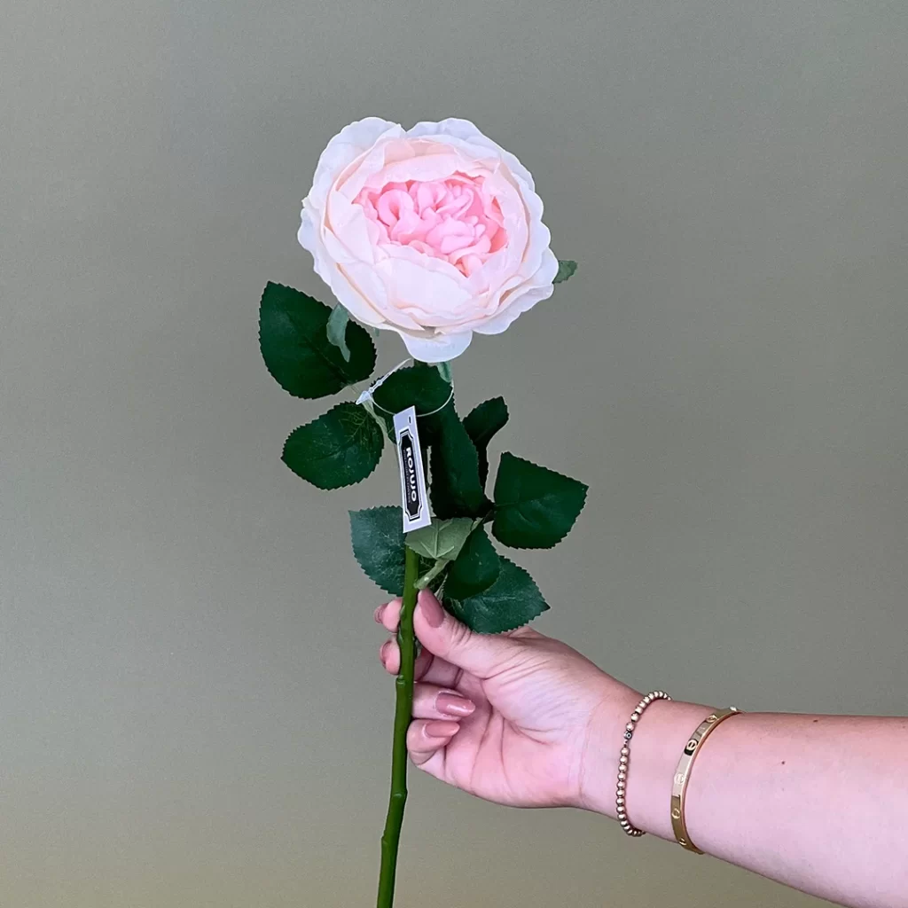 H30221 Garden rose rosada claro